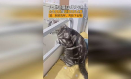 吃瓜少女猫娱乐,娱乐圈幕后大佬的甜蜜逆袭